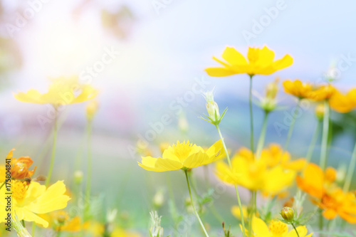 close up beautiful yellow flower and pink blue sky blur landscape natural outdoor background