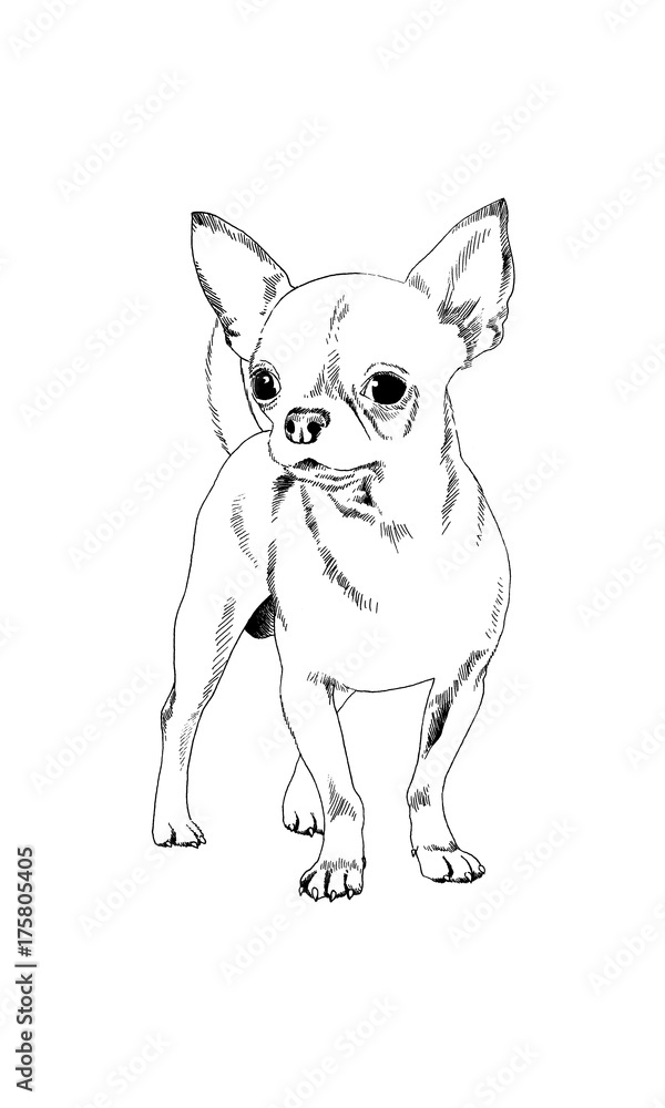 dog drawn with ink on white background in full length