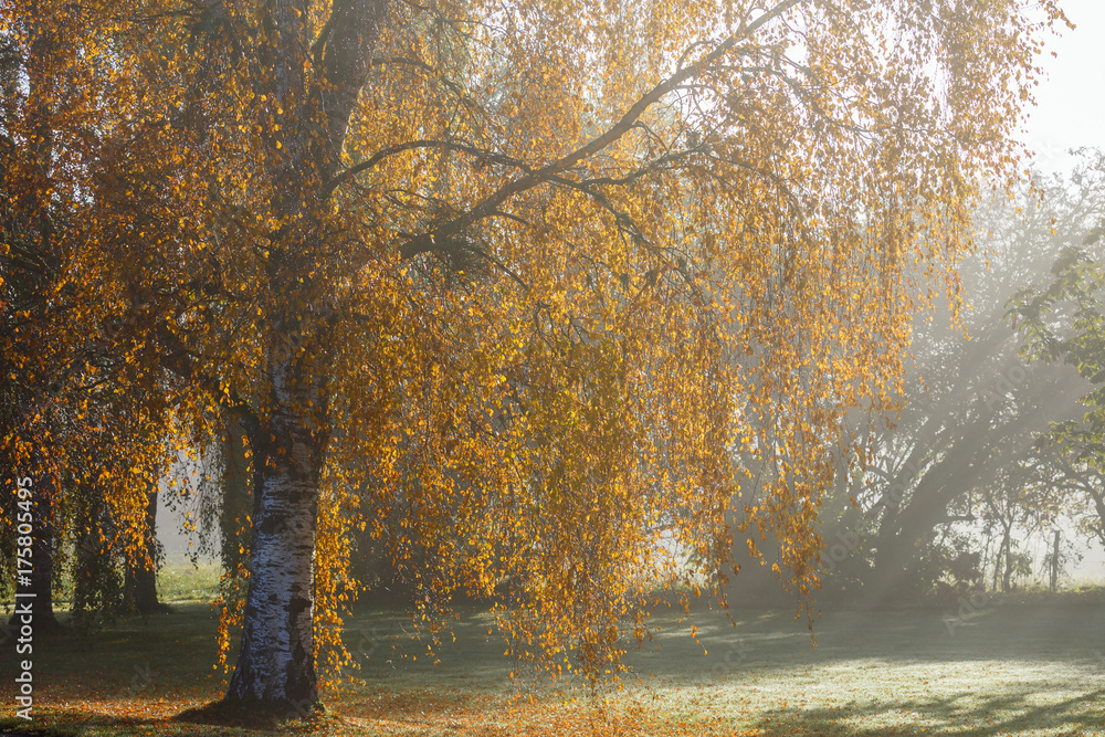 Birch trees in backlight in foggy autumn light Birch trees in backlight in foggy autumn light