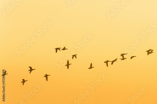 Flock of geese flying in the sunrise in the sky
