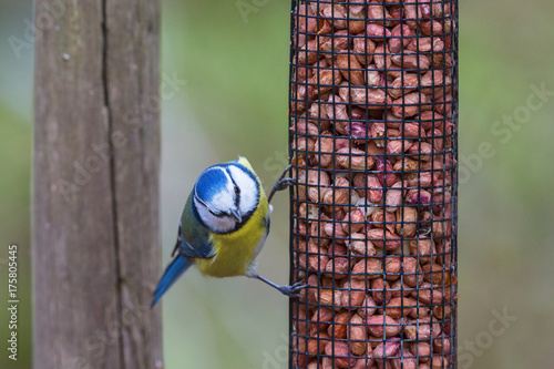 Blue tit that sits on a bird feeder with nuts