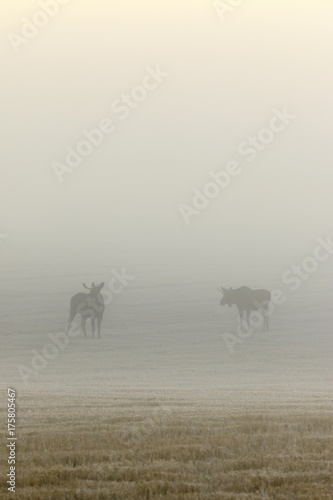 Two bull moose in a field on a foggy morning