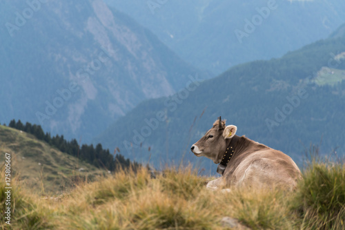 A cow in the Swiss Alps, with a beautiful mountain view in the background © carbonyte