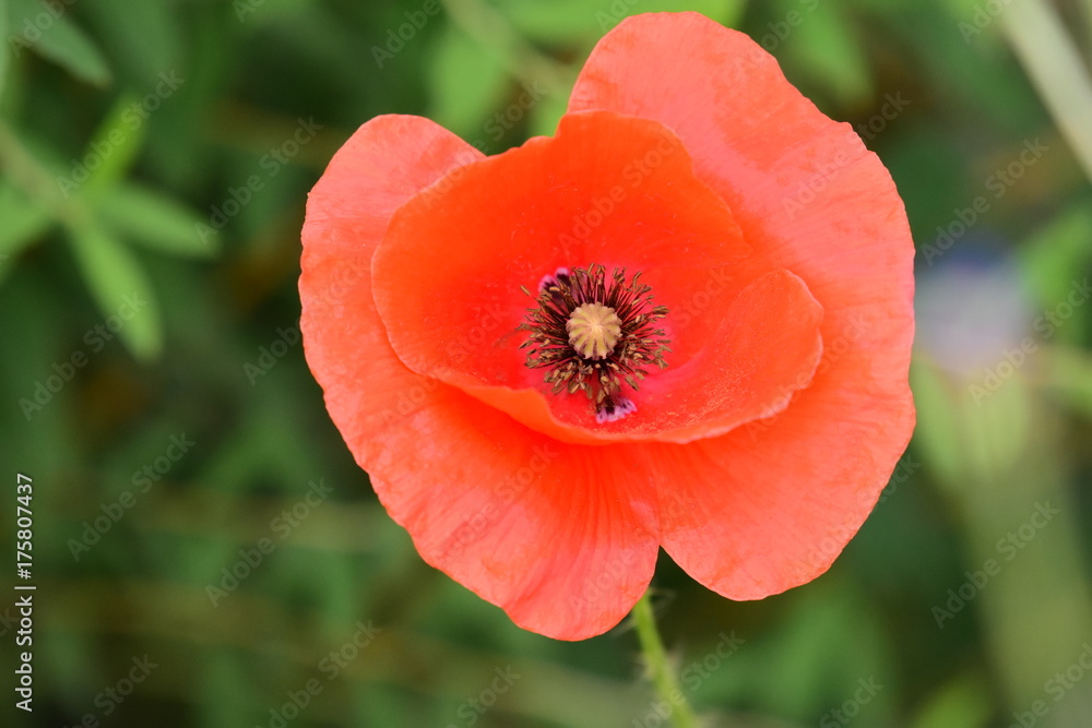 Mohn