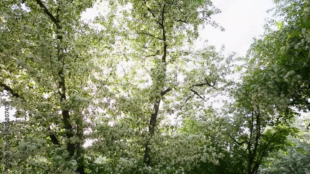 Spring. Dynamic frames of the blossoming apple tree Spring. Dynamic frames of the blossoming apple tree