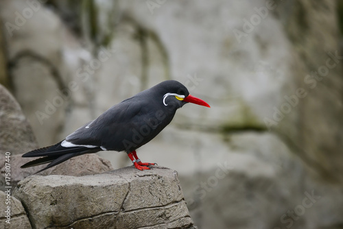 Portrait of ringed Inca Tern birds on rocks in natural habitat environment