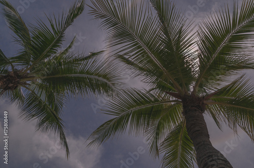 palms against the sky