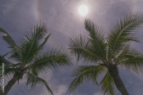 palms against the sky