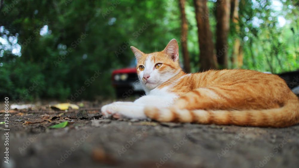 An adorable brown cat lying outdoor in fall. An adorable brown cat lying outdoor in fall.