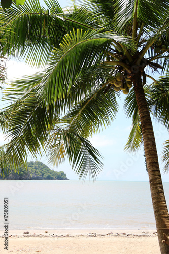 Coconut On the beach