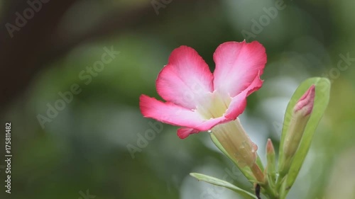 Azalea Mock beautiful bunch of pink flowers photo