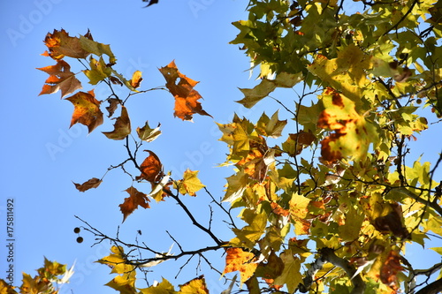 foglie autunno su sfondo cielo azzurro