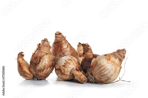 Fototapeta Naklejka Na Ścianę i Meble -  jonquille,bulbe sur fond blanc