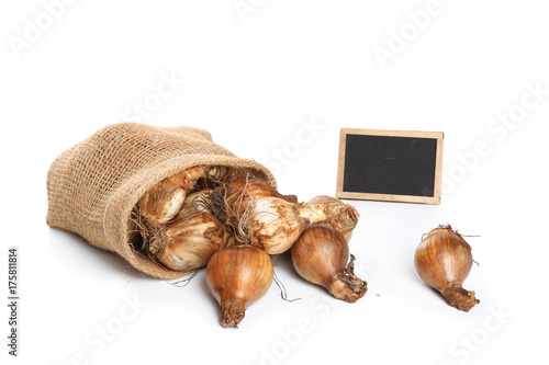 Fototapeta Naklejka Na Ścianę i Meble -  jonquille,bulbe sur fond blanc