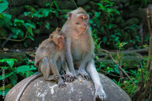 monkey family. Bali