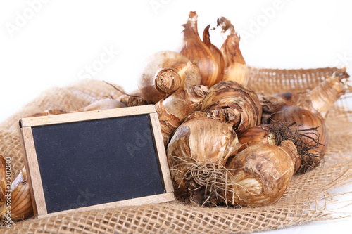 Fototapeta Naklejka Na Ścianę i Meble -  jonquille,bulbe sur fond blanc