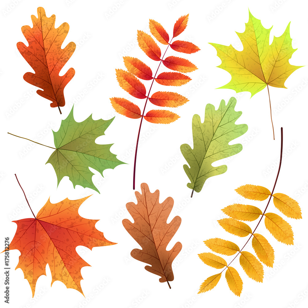 Fototapeta premium Autumn leaves set, isolated on white background. Rowan tree, oak