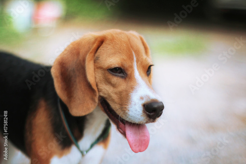  Beagle dog