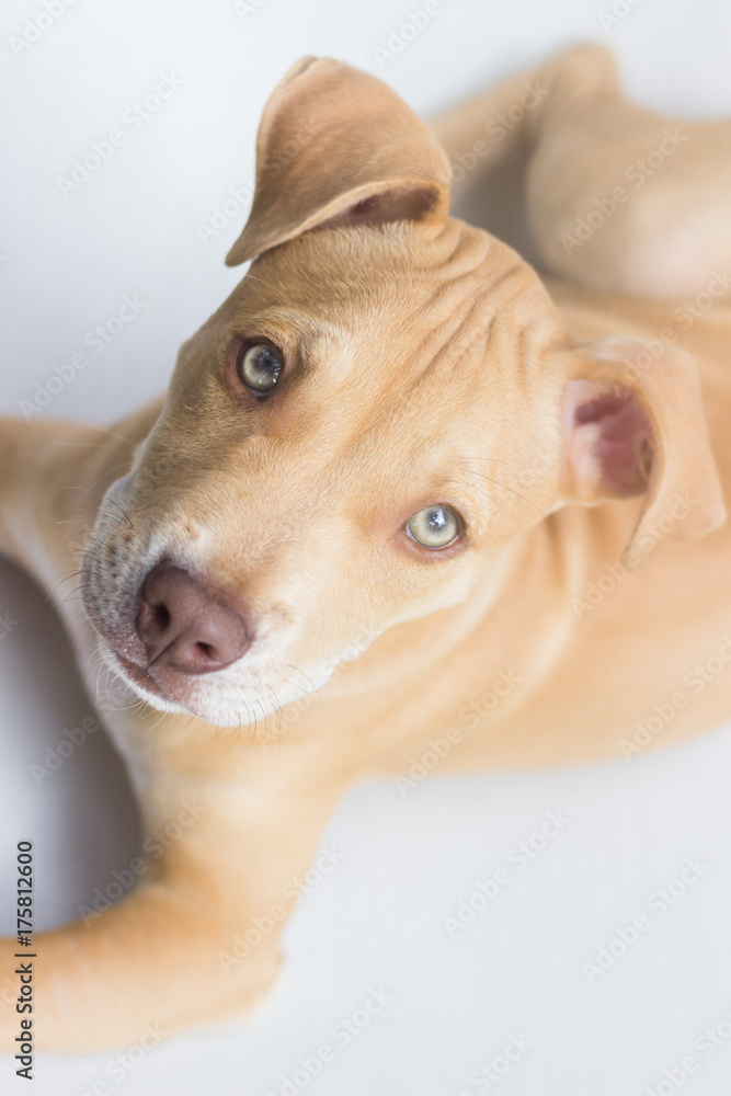 Pit bull puppy portrait closeup Pit bull puppy portrait closeup