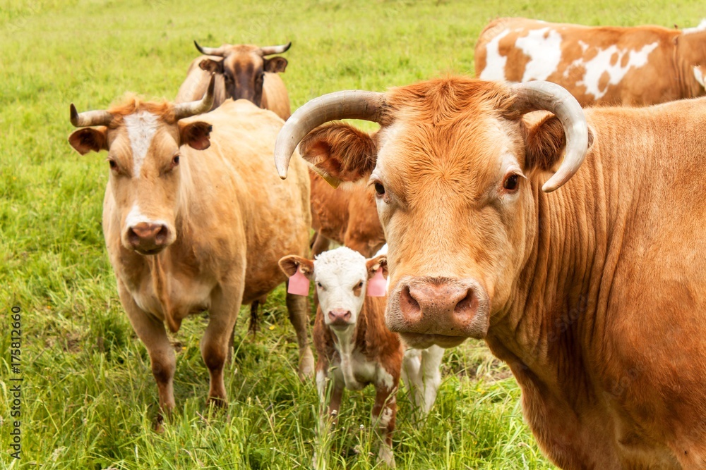 Close-up view of cow's head. Evening in the pasture. The cow is looking into the lens.