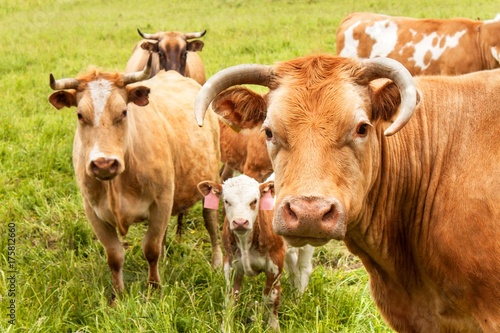 Close-up view of cow's head. Evening in the pasture. The cow is looking into the lens.