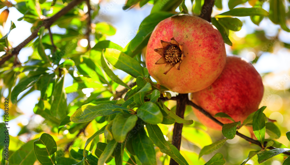 Ripe pomegranates on the tree branch Ripe pomegranates on the tree branch