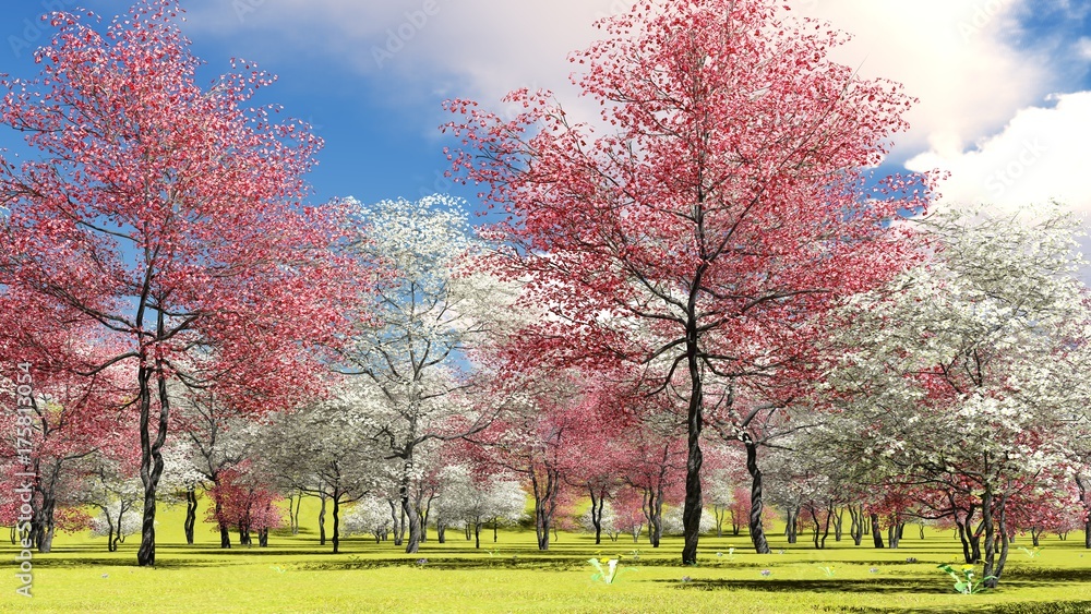 Flowering dogwood trees in orchard in spring time 3d rendering Flowering dogwood trees in orchard in spring time 3d rendering