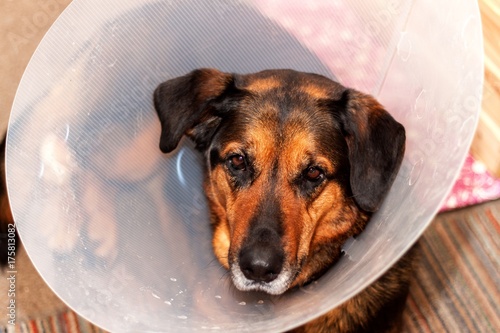 Sick dog wearing a funnel collar. Treatment of injured hind legs of a dog.
