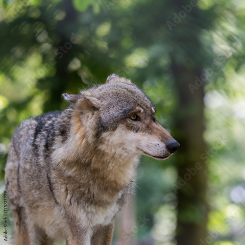 The wolf watches his surroundings in sunny spring day