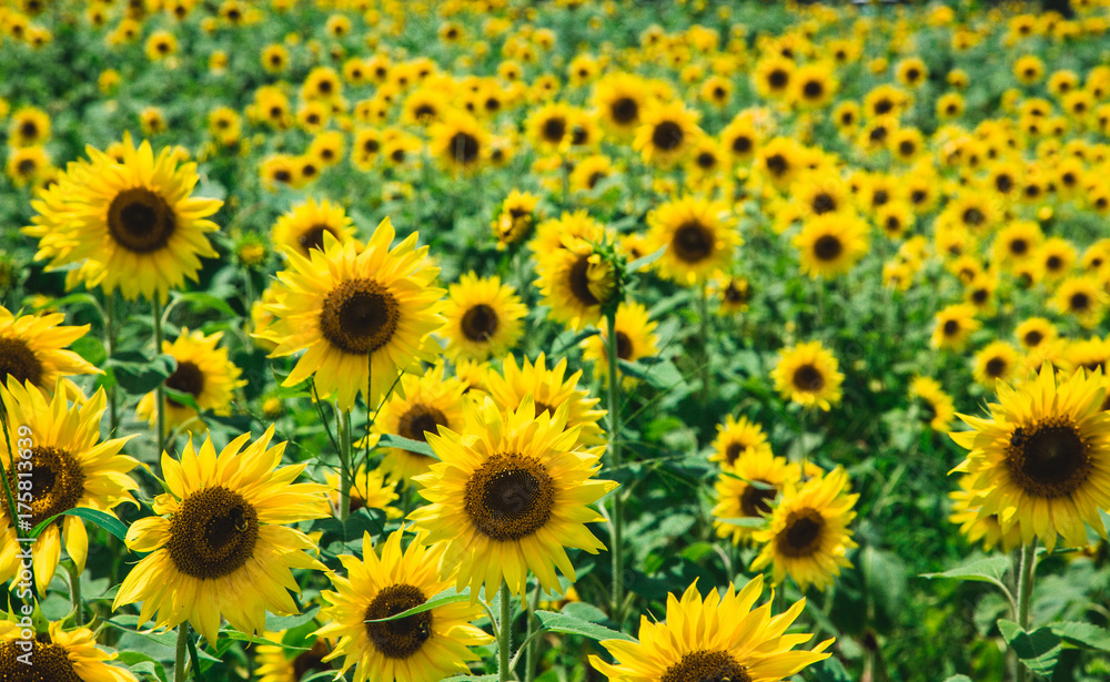 Field of Sunflowers Field of Sunflowers
