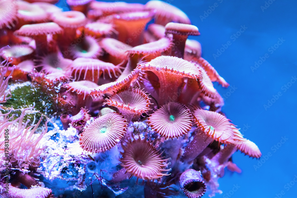Naklejka premium Corals in underwater tropical sea
