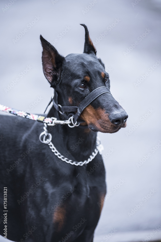 photo for the calendar and the catalog and for veterinarians. sad Doberman tied to a chain. Portrait of doberman dog outdoors on blurred background