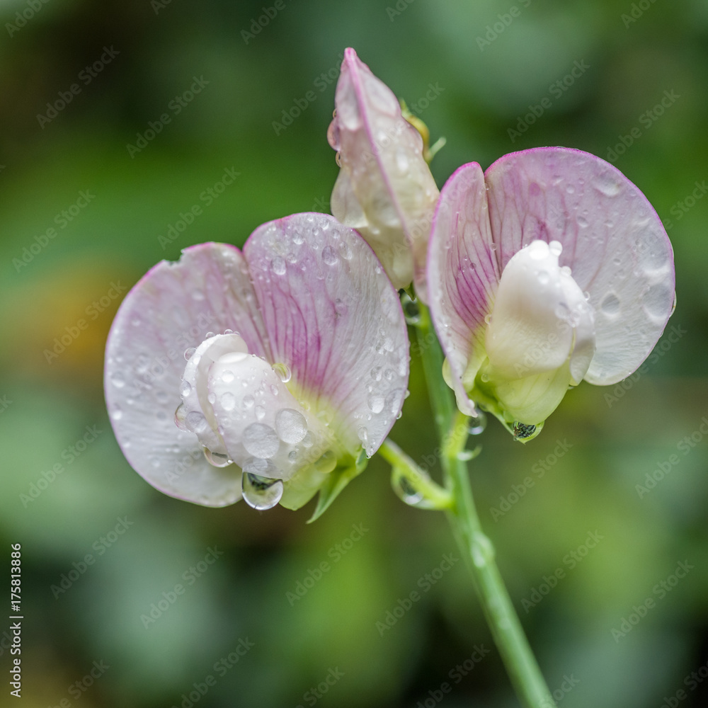 Obraz premium Erbsenblüte mit Tropfen