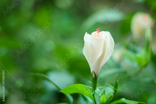 White single hibiscus with green leave,