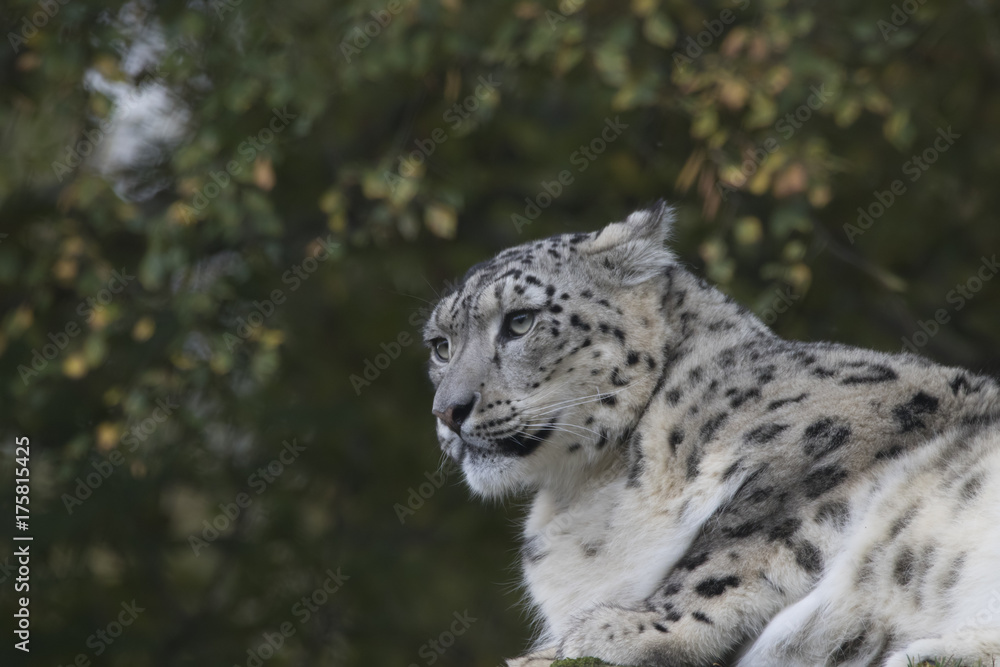 Obraz premium snow leopard portrait with background sitting, standing