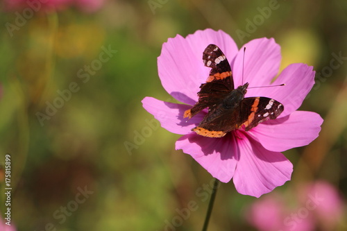 Schmetterling auf rosa Blüte
