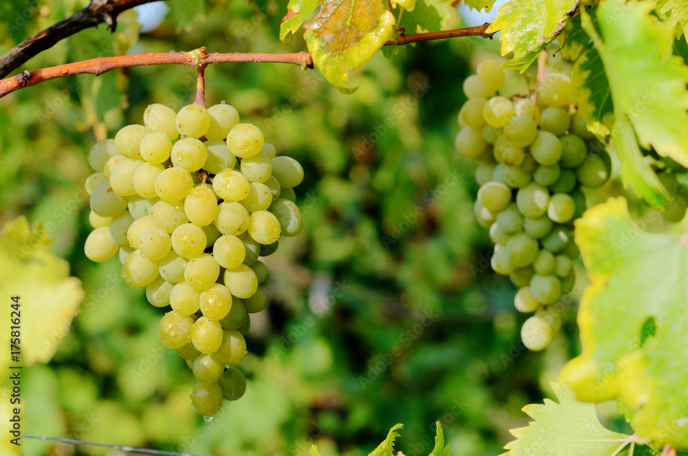 Ripe grapes on vine in Crimea Ukraine vineyards