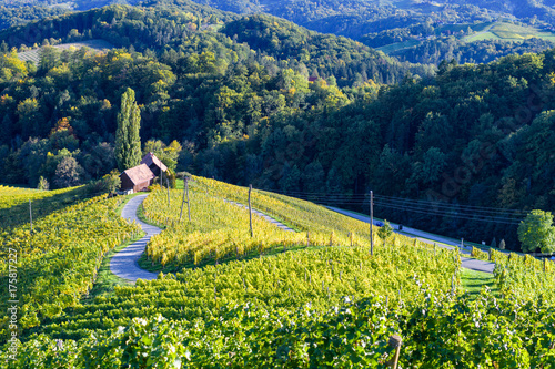 Famous Heart shaped wine road in Slovenia, vineyard near Maribor photo