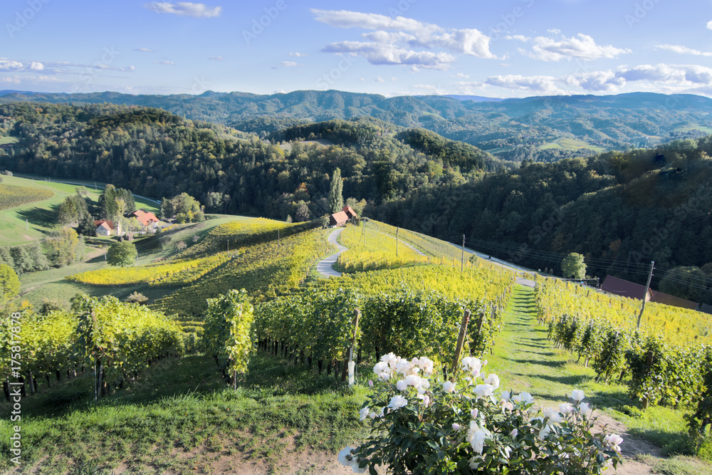 Famous Heart shaped wine road in Slovenia, vineyard near Maribor