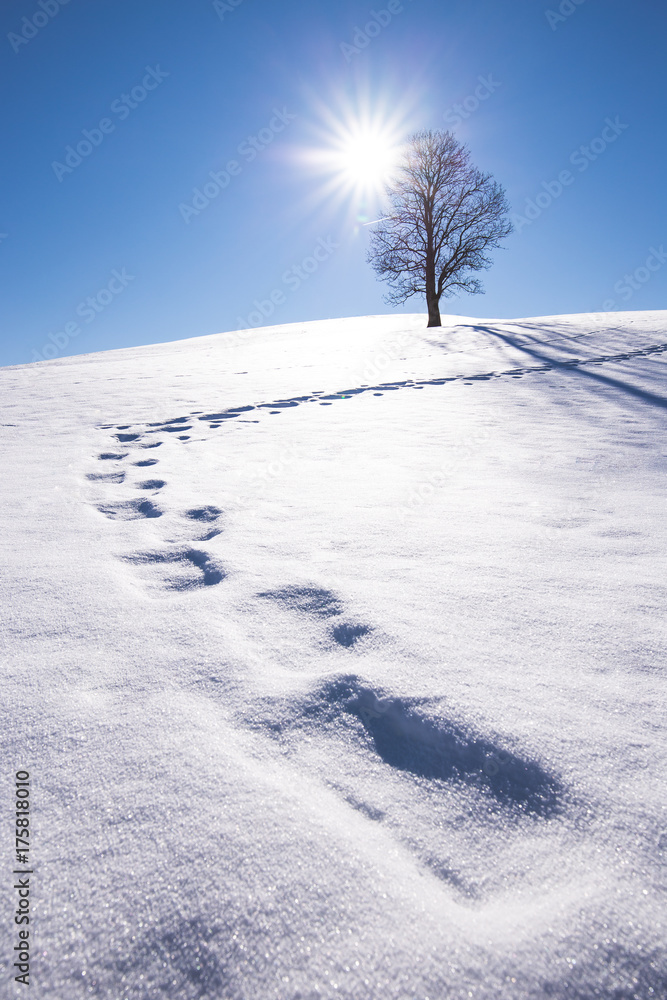 Obraz premium simple winter