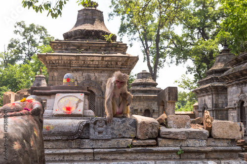 Photography A monkey looking around in Mrigasthali park near Pashupatinath Temple in Kathmandu, Nepal