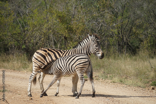 Burchell Zebra National Park
