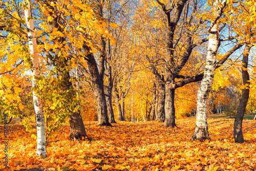 Pathway in the sunny autumn park © sborisov