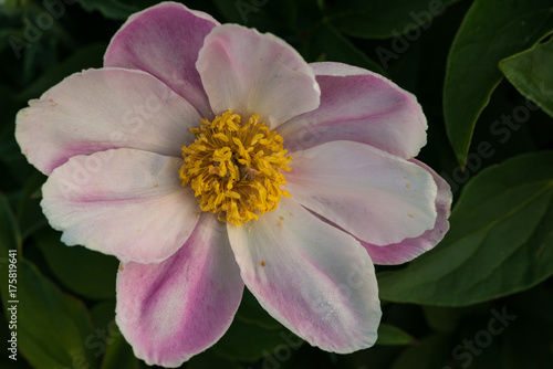 Peony s petals and stamens