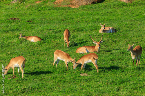 antelopes on a meadow 