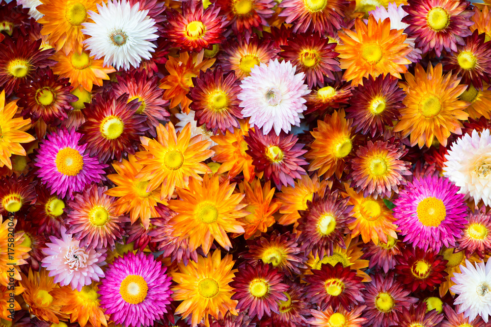 Strohblumen Strohblumen