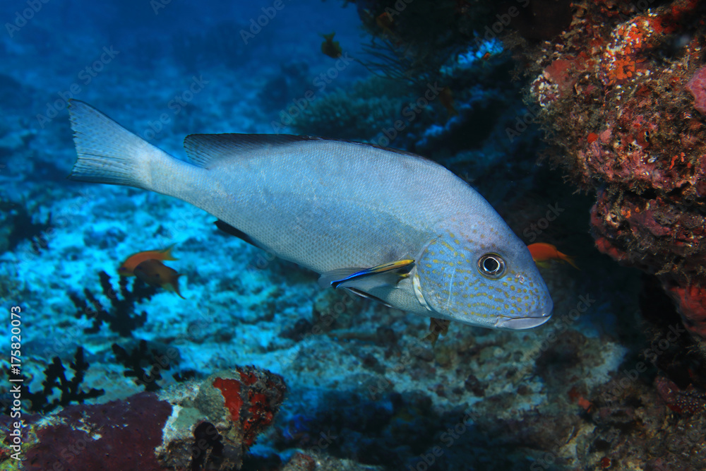 Goldspotted sweetlips fish Goldspotted sweetlips fish