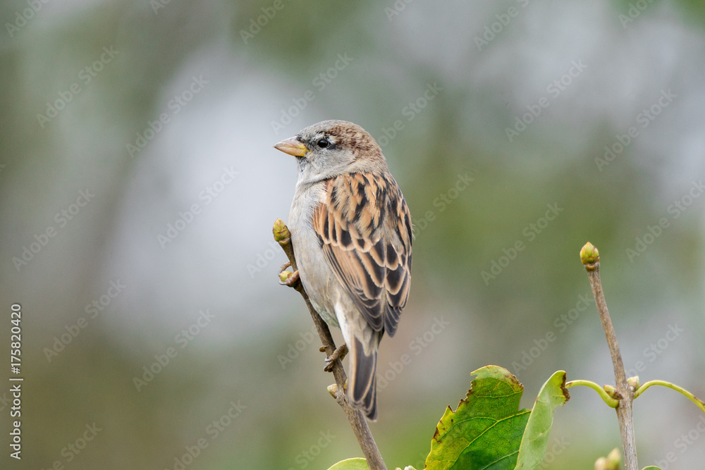 Fototapeta premium Sparrow sitting on a branch of lilac
