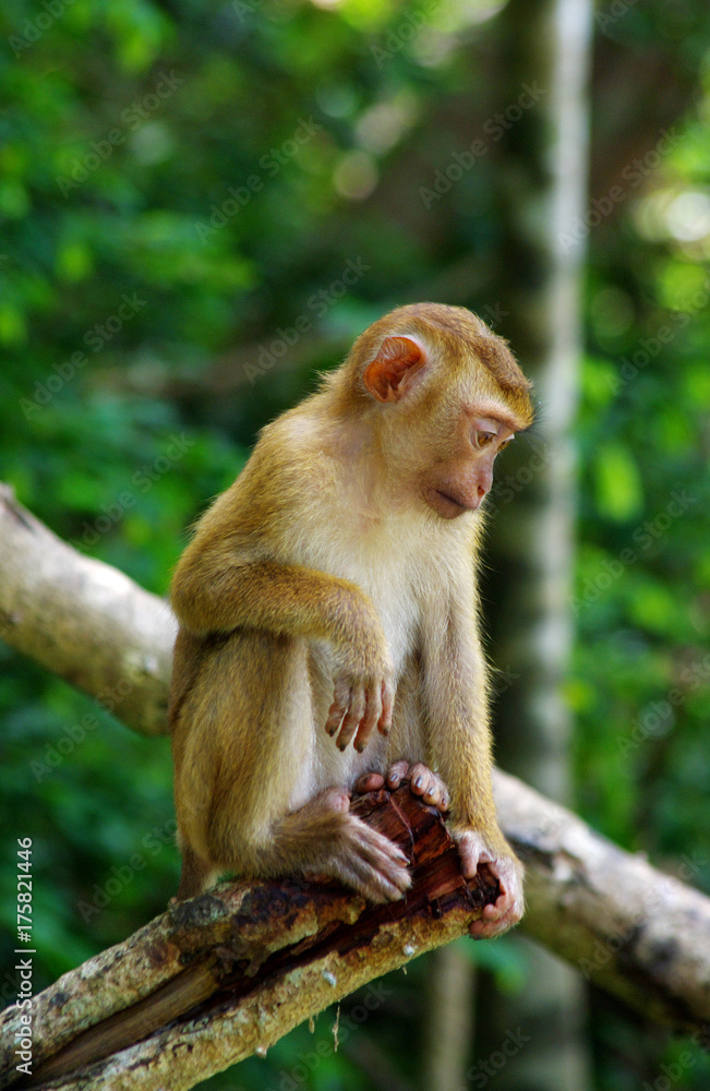 Fototapeta premium Young macaque