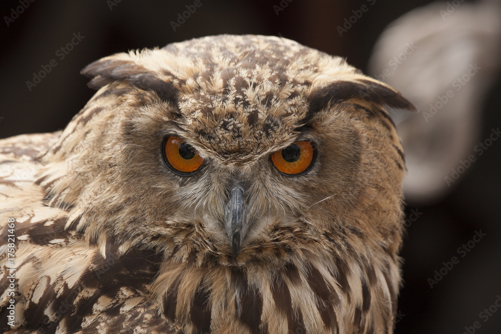 Naklejka premium Eurasian eagle owl